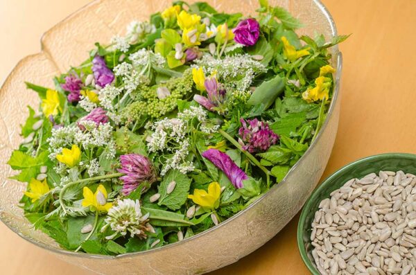 816 - Frühlingswildkräutersalat unter anderem mit Löwenzahn, Giersch, Brennessel, Gänsefingerkraut, Sauerampfer und vielen Blüten, z.B. Holunder, Rot- und Weißklee, Hornklee, Malve, Giersch, Beinwell, Brunnenkresse ...