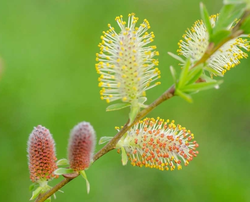 Blüte der Öhrchen-Weide