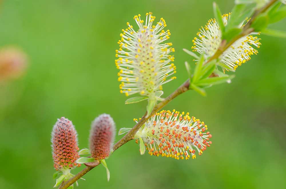 Blüte der Öhrchen-Weide