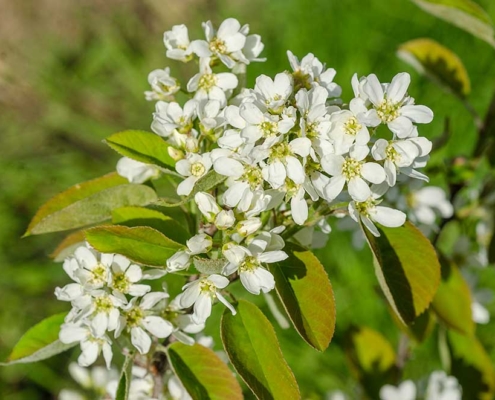 Felsenbirne in Blüte