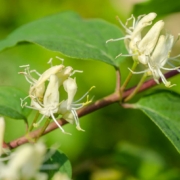 Rote Heckenkirsche - Blüte.